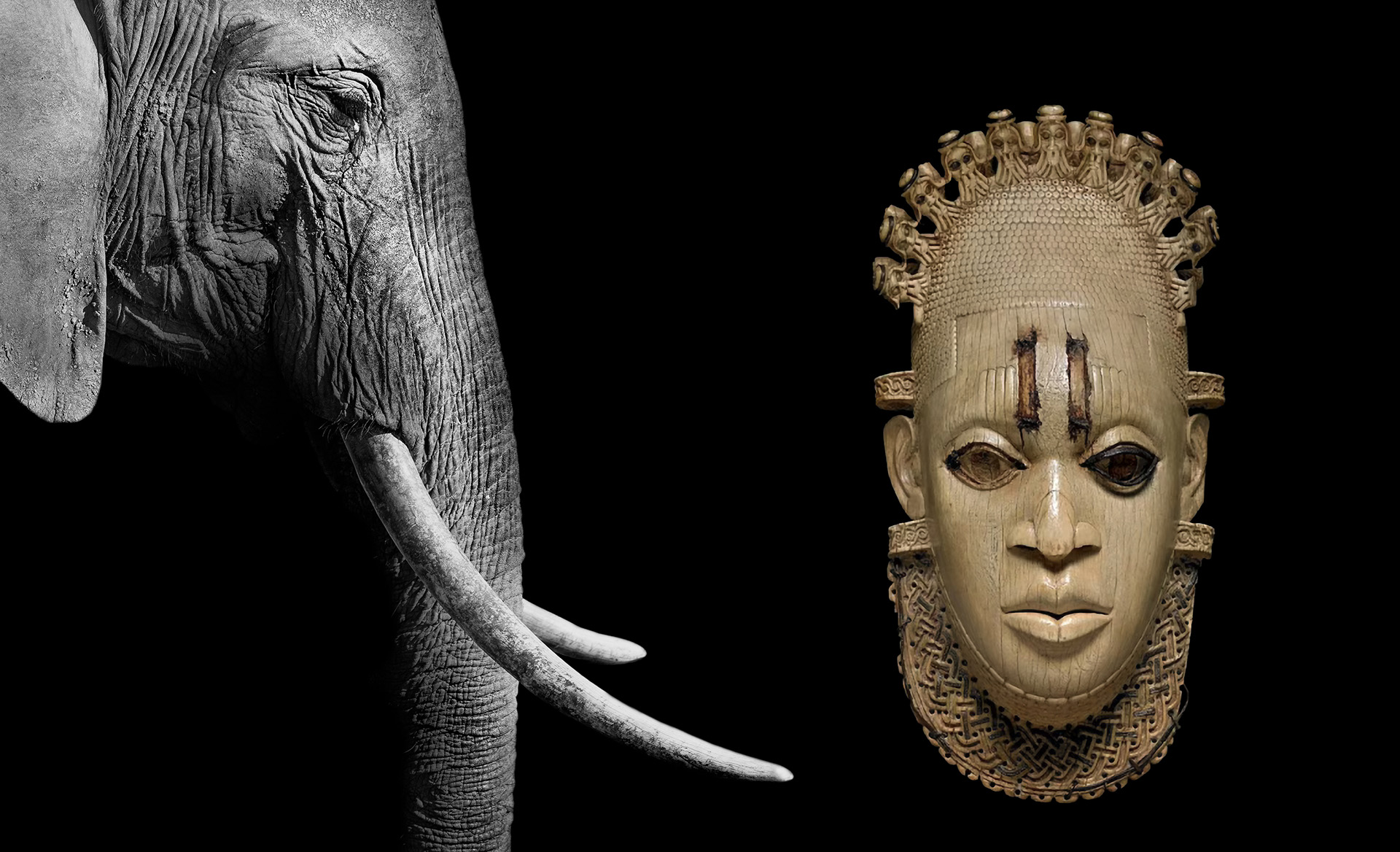 Elephant plus Festac